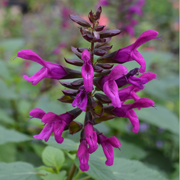 Salvia Berry Blast